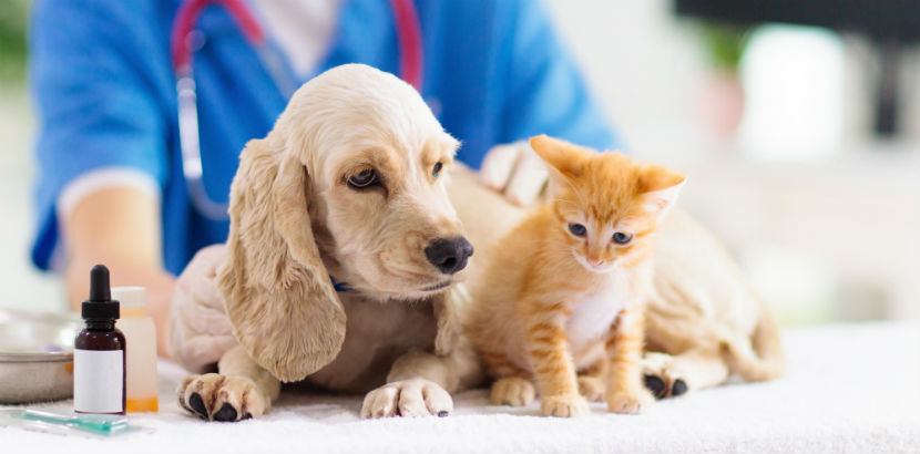 Tierarzt Graz: Katze und Hund auf einen Blick.