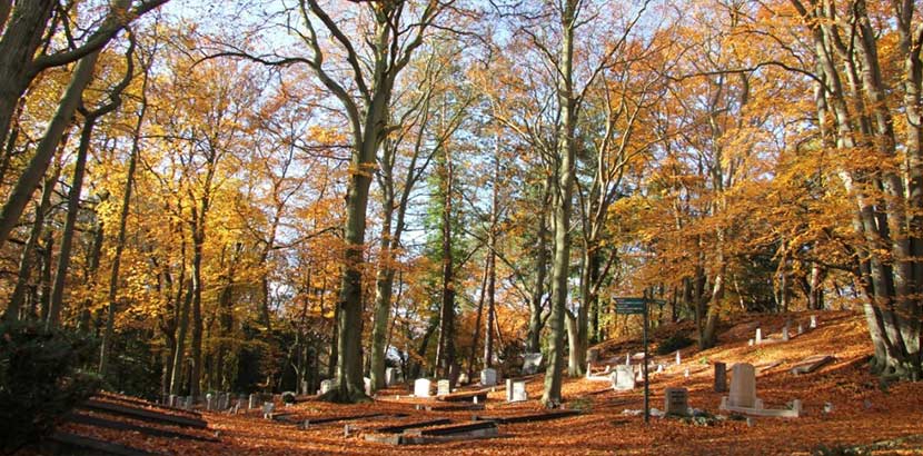 Waldfriedhof im Herbst. Baumbestattung Österreich.