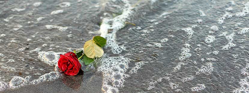 Rose am Meeresstrand als Symbol einer Seebestattung.