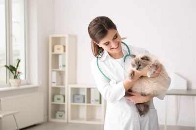 Junge brünette Tierärztin, die eine Katze im Arm hält und lächelt. Tierklinik Wien.
