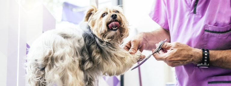 was kostet krallen schneiden beim hund im hundesalon