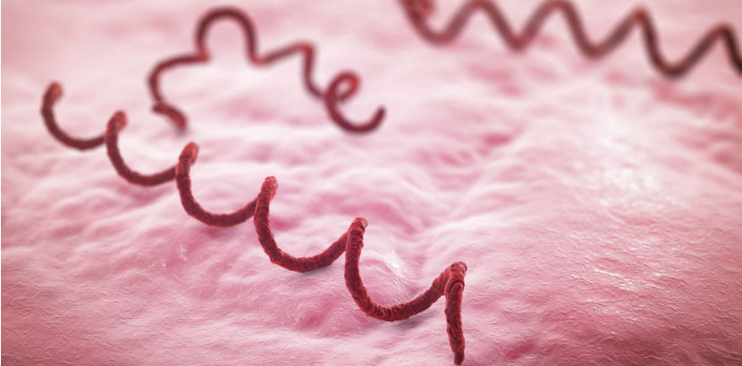 Syphilis Test: das Bakterium Treponema pallidum