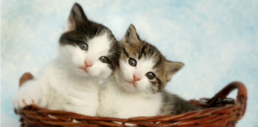 Katze impfen: zwei Babykatzen im Korb