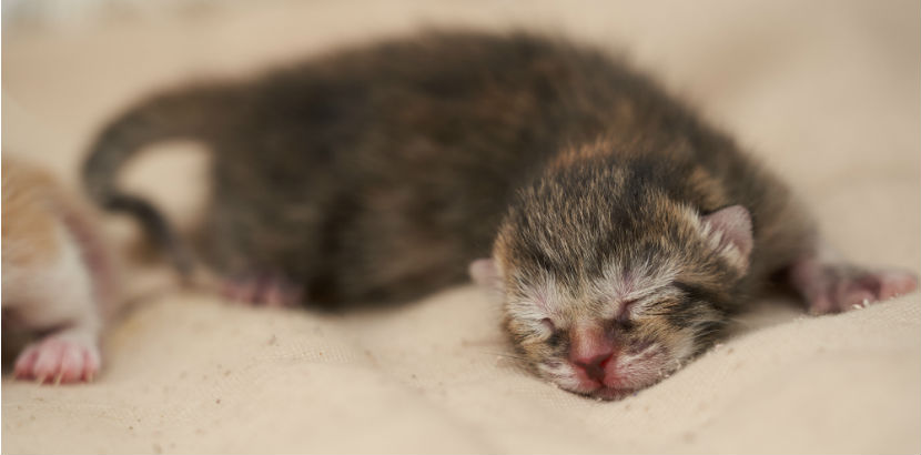 Katze impfen: eine neugeborene Katze
