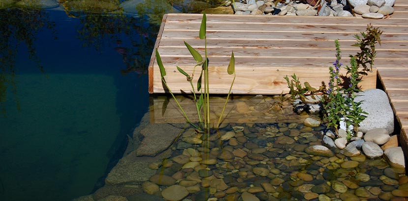 Holzterrasse und Steg, der in einen Naturpool mit Wasserpflanzen und klarem Wasser führt.
