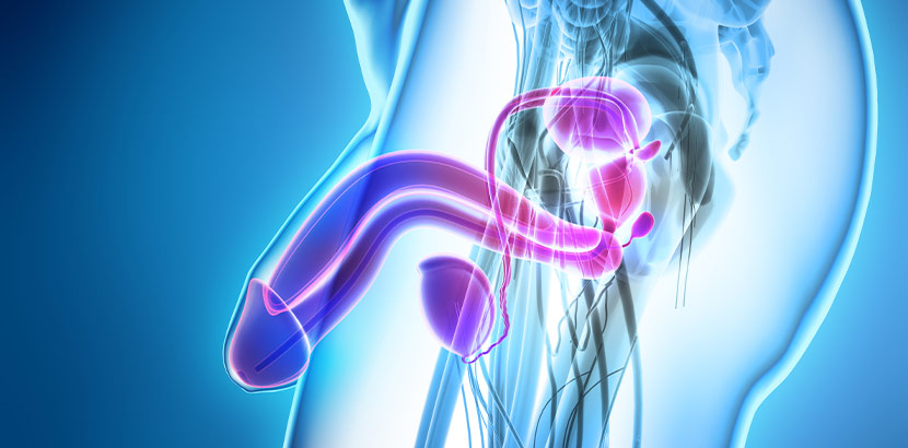 Eine medizinische Illustration von Schwellkörper, Harnröhre, Prostata und Hoden.
