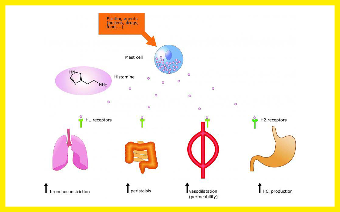 Grafik welche Organe von einer Mehlmilben Allergie betroffen sind