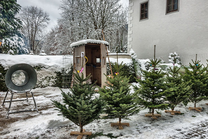 Christbaum kaufen Wien