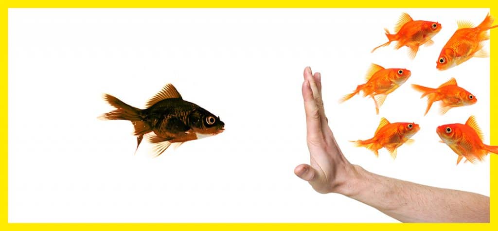 Eine Hand verweigert einem schwarzen Goldfisch den Zutritt zu den roten Goldfischen - als Symbol für den Verbot von Diskriminierung bei Google Ads.