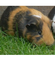 Zoo Spittal Die Tierhandlung 9800 Spittal An Der Drau Tierfutter Herold